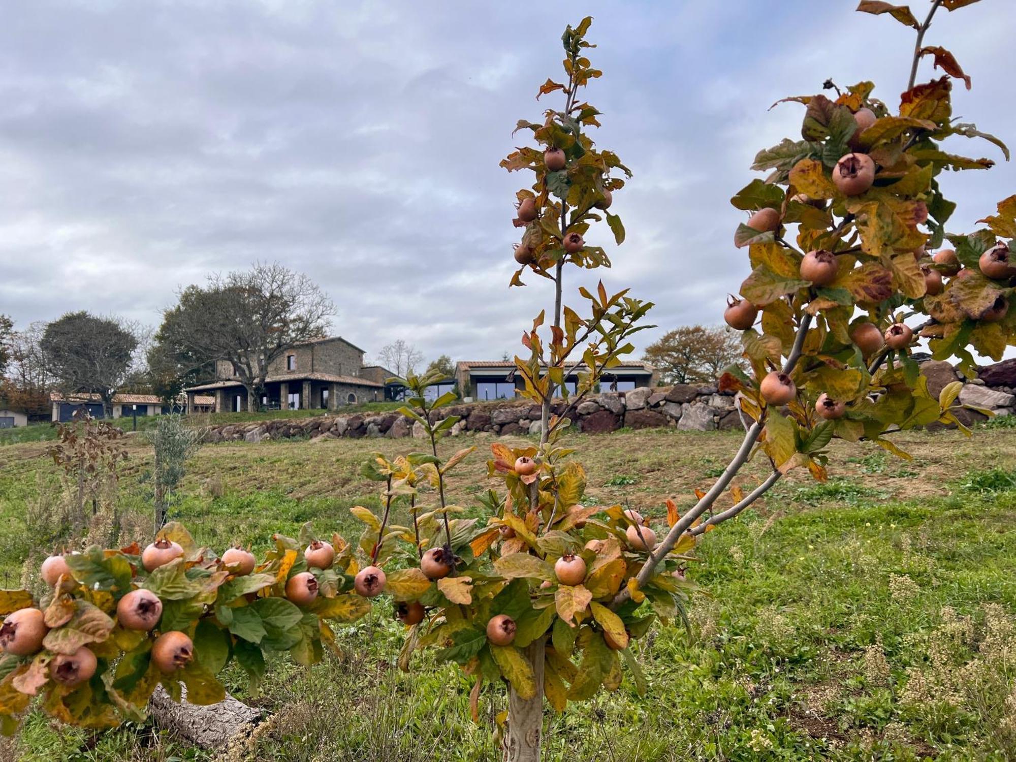 Podere L'Alfina Bio Agriturismo Castel Giorgio Ngoại thất bức ảnh